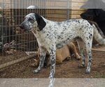 Small Dalmatian-Labrador Retriever Mix
