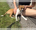 Small #3 Boxer Mix