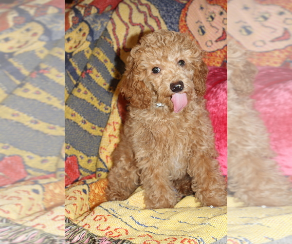 Medium Photo #1 Poodle (Toy) Puppy For Sale in EL PASO, TX, USA