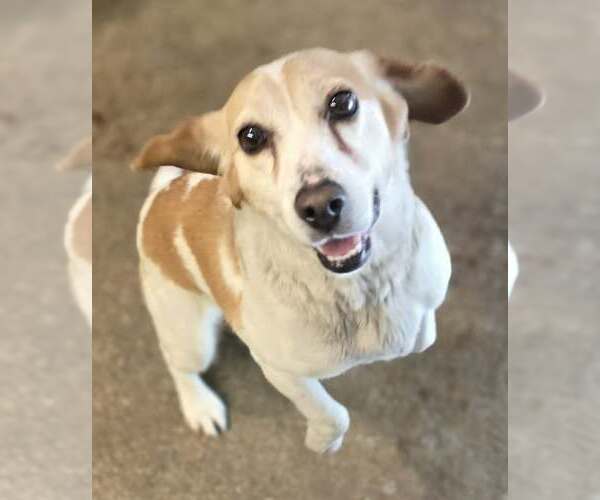 Medium Photo #2 Beagle Puppy For Sale in Woodsfield, OH, USA