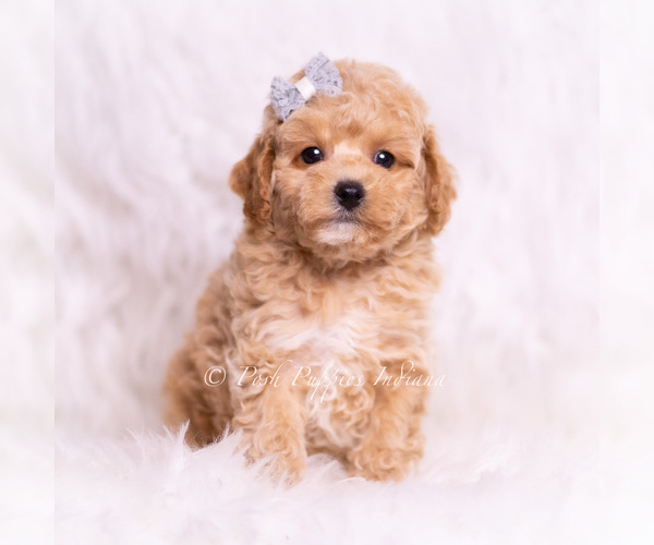 Medium Photo #1 Poodle (Toy) Puppy For Sale in WARSAW, IN, USA
