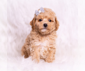 Medium Poodle (Toy)