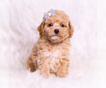 Puppy Reno Poodle (Toy)