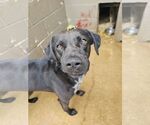 Small #1 Labrador Retriever-Mountain Cur Mix