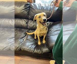 Mutt Dogs for adoption in Mt. Laurel, NJ, USA