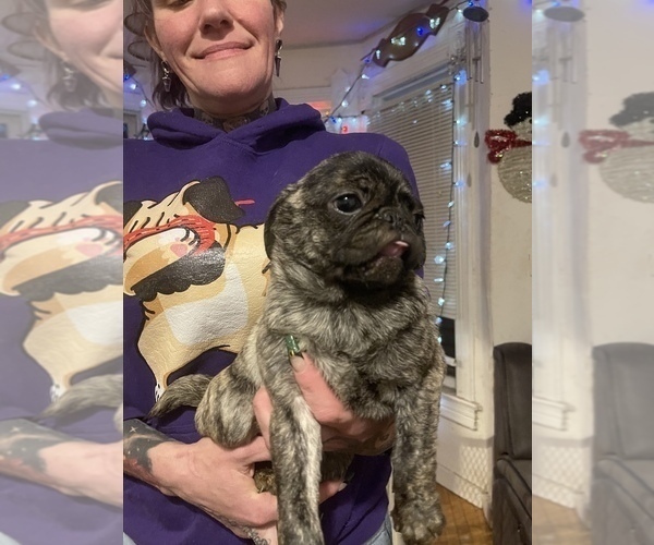 Medium Photo #1 Pug Puppy For Sale in MENASHA, WI, USA