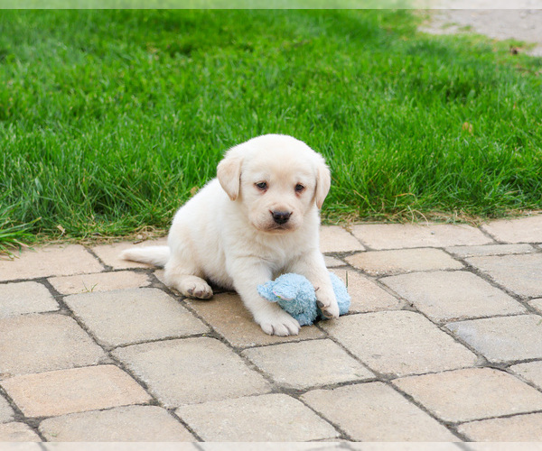 Medium Photo #4 Labrador Retriever Puppy For Sale in SYRACUSE, IN, USA
