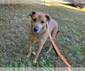 German Shepherd Dog-Unknown Mix Dogs for adoption in Millersville, MD, USA