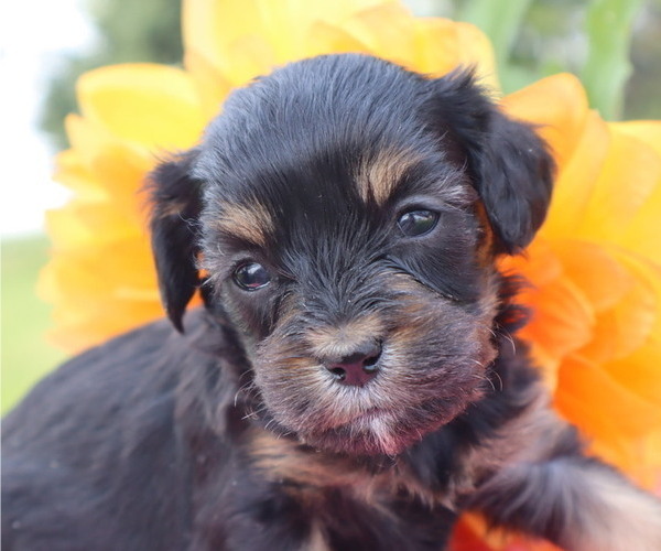 Medium Photo #1 Cavapoo Puppy For Sale in THORP, WI, USA