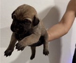Small #4 Cane Corso