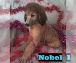 Small Photo #2 Poodle (Standard) Puppy For Sale in SAINT CLOUD, FL, USA