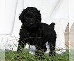 Small Photo #11 Poodle (Standard) Puppy For Sale in LAKE CITY, FL, USA