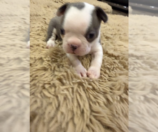 Medium Photo #3 Boston Terrier Puppy For Sale in FREDONIA, KS, USA