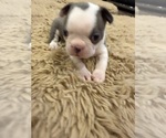 Small #2 Boston Terrier