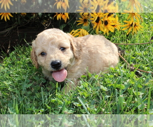 Goldendoodle (Miniature) Puppy for sale in BLOOMINGTON, IN, USA