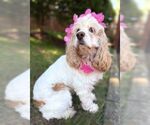 Small #2 Cocker Spaniel