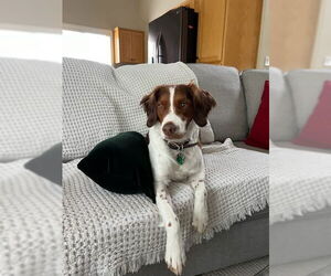 - Mix Dogs for adoption in Curwensville, PA, USA
