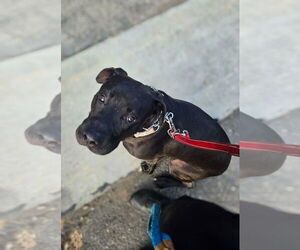 Radar - Adopt  Me! - Male American Staffordshire Terrier-Unknown Mix Dog for Adoption - Photo #3
