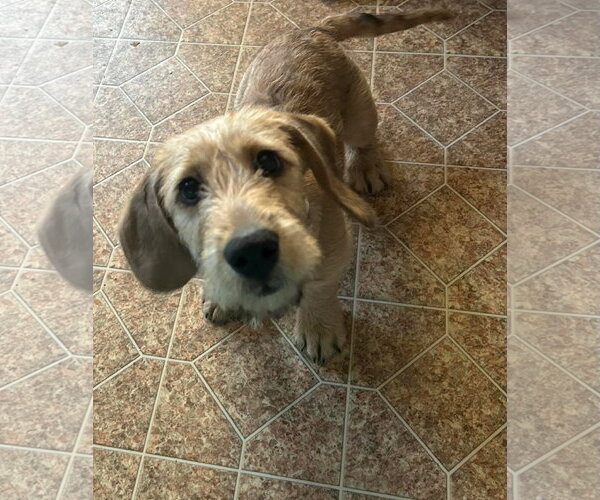 Medium Photo #1 Basset Hound-Unknown Mix Puppy For Sale in Holly Springs, NC, USA