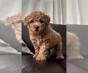 Medium Goldendoodle mix (+ Poodle Miniature)