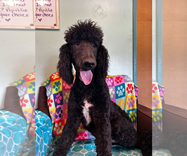 Medium Photo #11 Poodle (Standard)-Unknown Mix Puppy For Sale in Pacolet, SC, USA