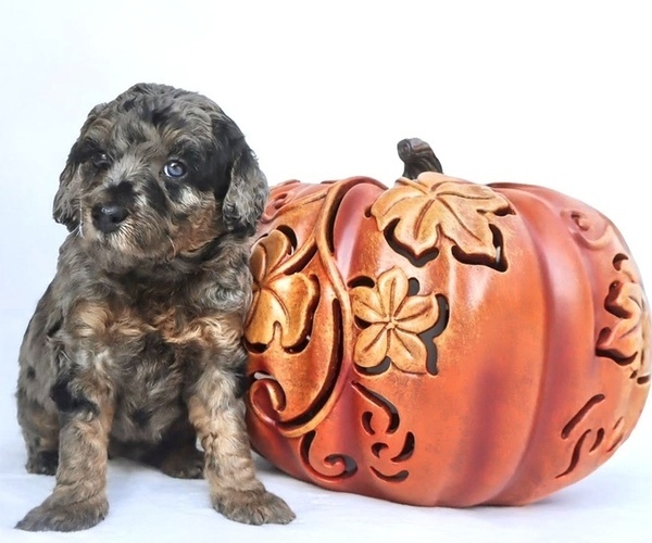 Medium Photo #1 Goldendoodle (Miniature) Puppy For Sale in CANTON, GA, USA