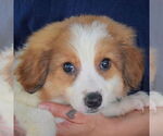 Small #6 Australian Shepherd Mix