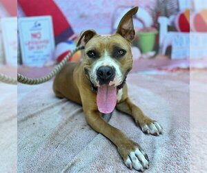 Mutt Dogs for adoption in Long Beach, CA, USA