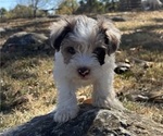 Puppy Puppy 1 Schnauzer (Miniature)