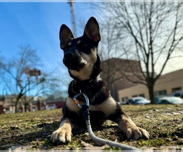 Medium Photo #12 Mutt Puppy For Sale in Boston, MA, USA
