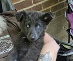 Small #1 German Shepherd Dog