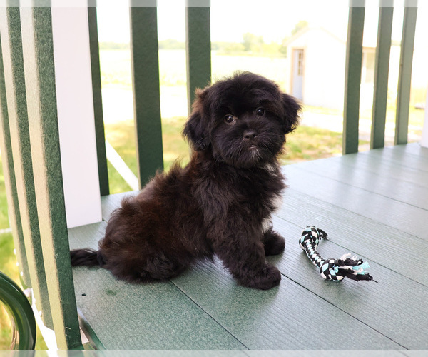 Medium Photo #4 Shih-Poo Puppy For Sale in SYRACUSE, IN, USA