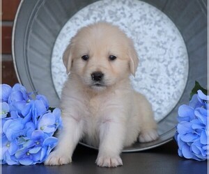 English Cream Golden Retriever Puppy for sale in FREDERICKSBG, OH, USA