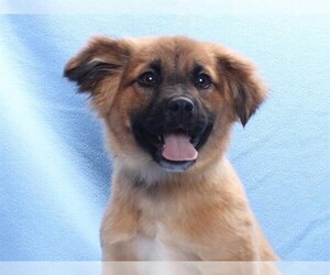 German Shepherd Dog-Unknown Mix Dogs for adoption in Burbank, CA, USA