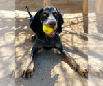 Small Photo #5 Bluetick Coonhound Puppy For Sale in Apple Valley, CA, USA