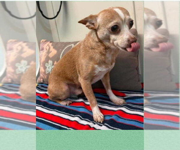 Medium Photo #2 Chihuahua Puppy For Sale in Bloomingdale, NJ, USA