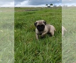 Puppy Pepsi Pug