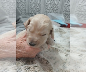 Medium Poodle (Standard)-Schnoodle (Giant) Mix