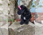Small Photo #6 Poodle (Miniature) Puppy For Sale in JACKSONVILLE, FL, USA