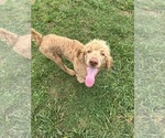 Small #12 Poodle (Standard)