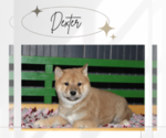 Puppy Dexter Shiba Inu