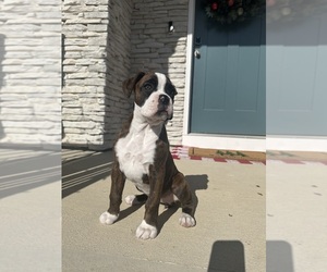 Boxer Dogs for adoption in KNIGHTDALE, NC, USA