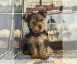 Puppy Mr Lt Blue Yorkshire Terrier
