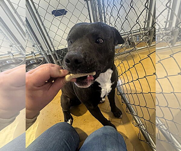 Medium Photo #2 American Pit Bull Terrier-Unknown Mix Puppy For Sale in Hinton, WV, USA