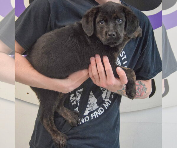 Medium Photo #2 Rottweiler-Unknown Mix Puppy For Sale in Huntley, IL, USA