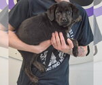 Small #1 Rottweiler Mix