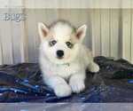 Puppy Bugs Pomsky