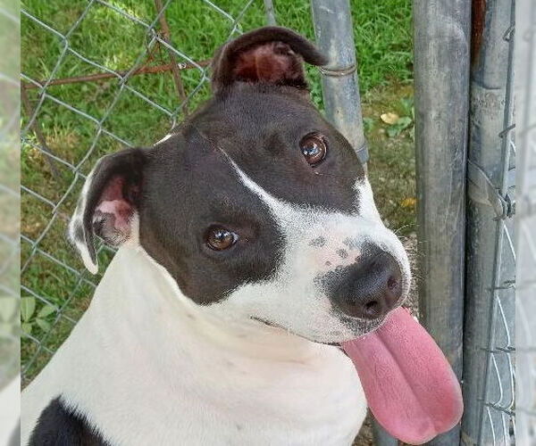 Medium Photo #1 Mutt Puppy For Sale in Cabool, MO, USA