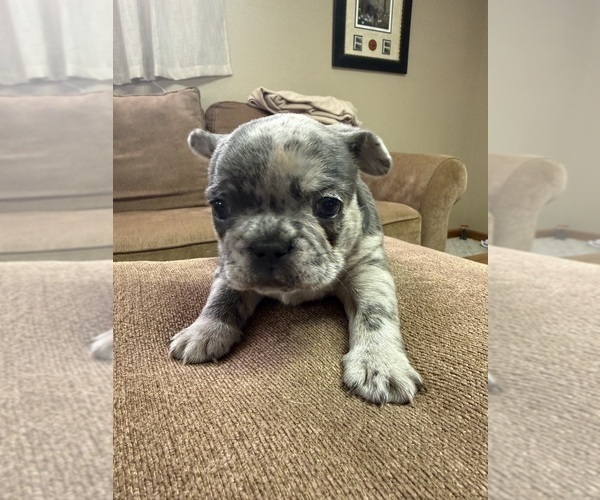 Medium Photo #8 French Bulldog Puppy For Sale in BRUNSWICK, MO, USA