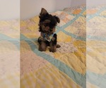 Small #3 Yorkshire Terrier